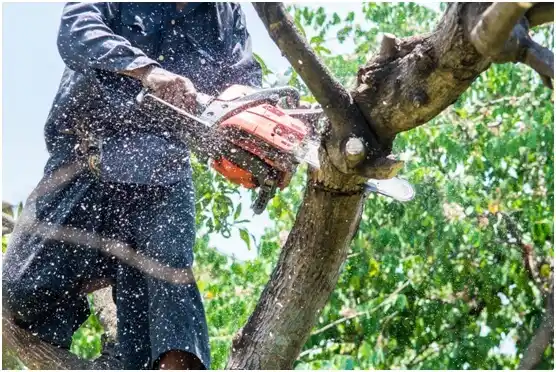 tree services Betances